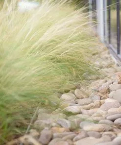 Fast Growing Trees Mexican Feather Grass Ornamental Grasses 7 Fast Growing Trees Mexican Feather Grass Ornamental Grasses