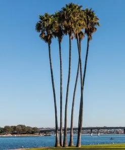 Fast Growing Trees Mexican Fan Palm Tree 11 Fast Growing Trees Mexican Fan Palm Tree