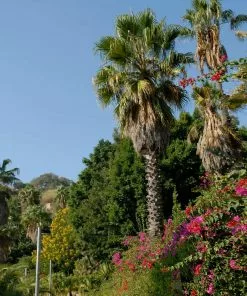 Fast Growing Trees Mexican Fan Palm Tree 10 Fast Growing Trees Mexican Fan Palm Tree