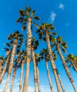 Fast Growing Trees Mexican Fan Palm Tree 12 Fast Growing Trees Mexican Fan Palm Tree