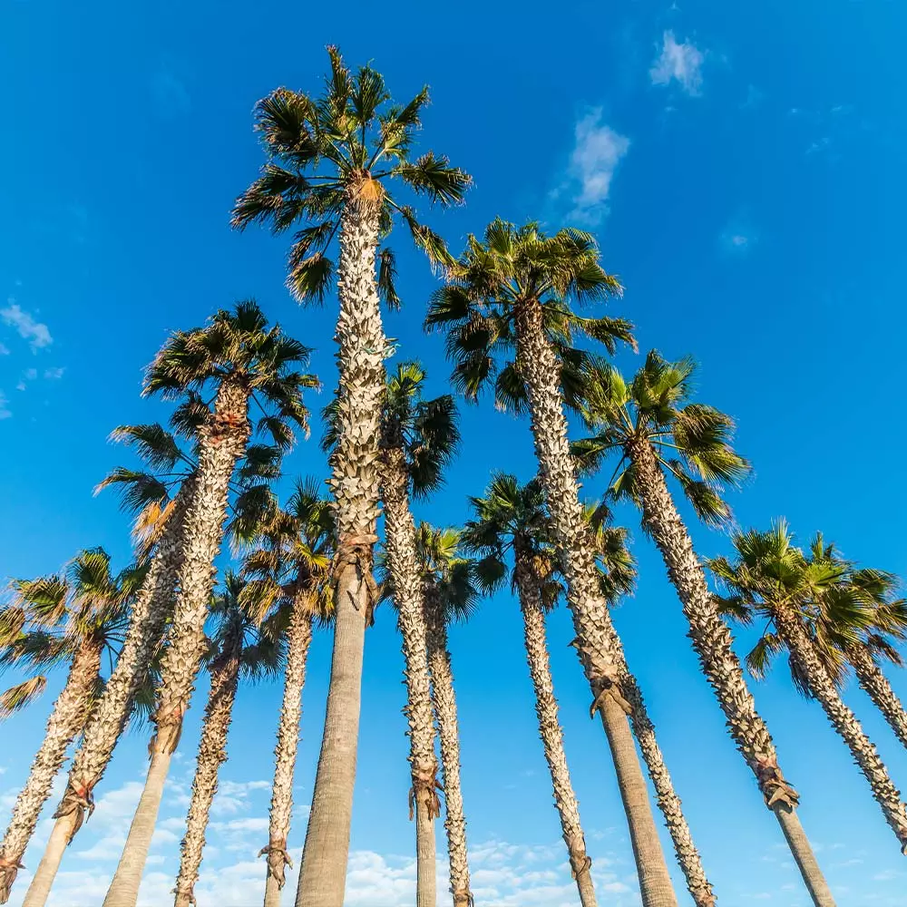 Fast Growing Trees Mexican Fan Palm Tree 7 Fast Growing Trees Mexican Fan Palm Tree