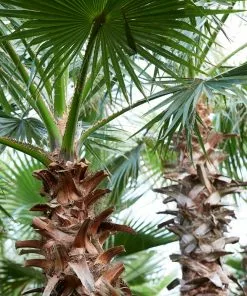 Fast Growing Trees Mexican Fan Palm Tree 13 Fast Growing Trees Mexican Fan Palm Tree