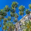 Fast Growing Trees Mexican Fan Palm Tree 2 Fast Growing Trees Mexican Fan Palm Tree