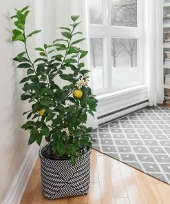 Fast Growing Trees Citrus Trees Meyer Lemon Bush 12 Fast Growing Trees Citrus Trees Meyer Lemon Bush