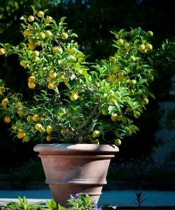 Fast Growing Trees Citrus Trees Meyer Lemon Bush 13 Fast Growing Trees Citrus Trees Meyer Lemon Bush