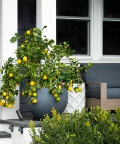 Fast Growing Trees Our Newest Arrivals Meyer Lemon Bush 7 Fast Growing Trees Our Newest Arrivals Meyer Lemon Bush