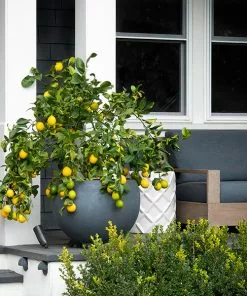 Fast Growing Trees Citrus Trees Meyer Lemon Bush