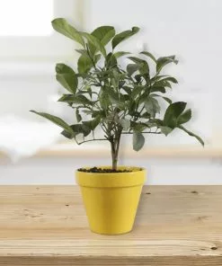 Fast Growing Trees Citrus Trees Meyer Lemon Gift Tree
