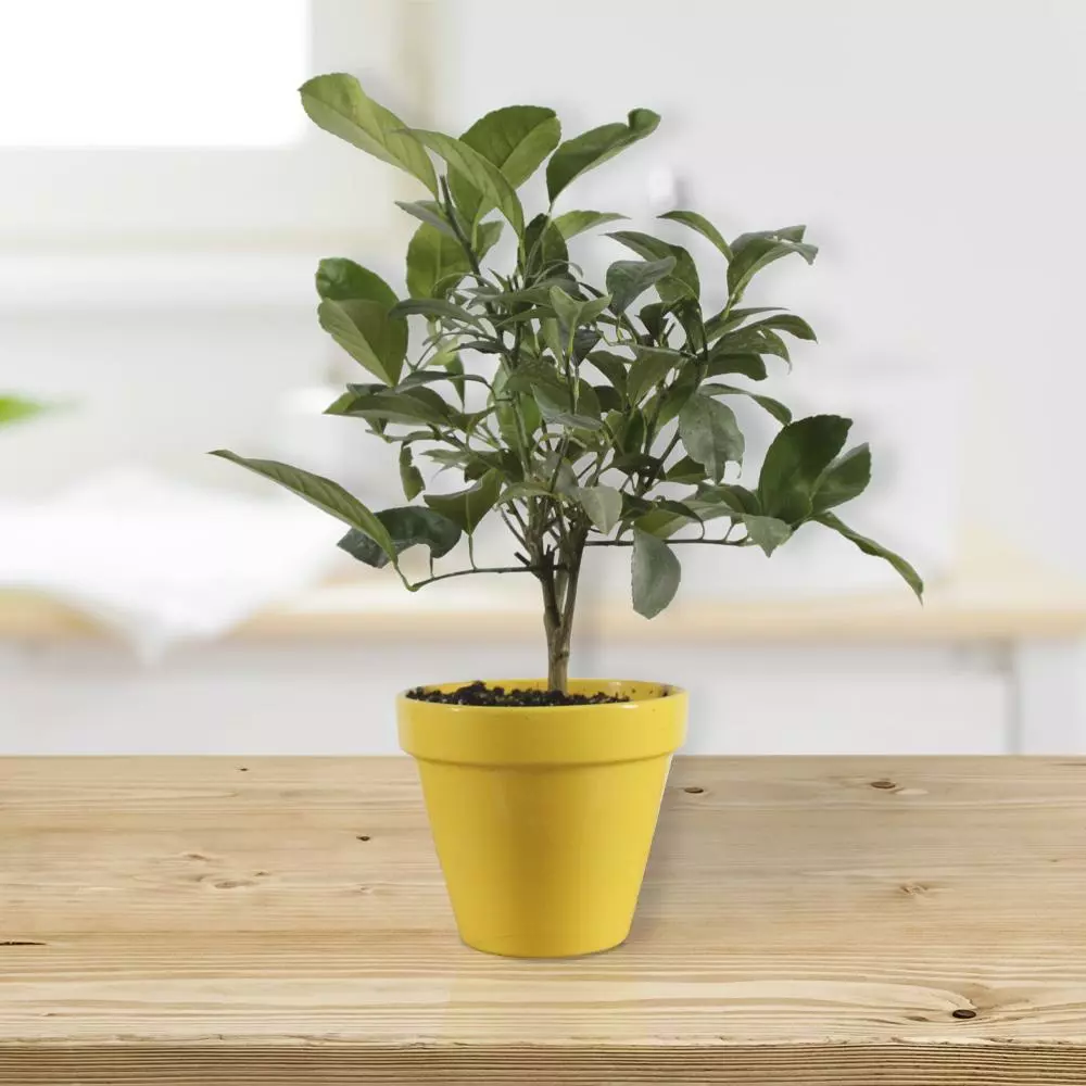 Fast Growing Trees Citrus Trees Meyer Lemon Gift Tree 4 Fast Growing Trees Citrus Trees Meyer Lemon Gift Tree
