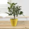 Fast Growing Trees Citrus Trees Meyer Lemon Gift Tree 2 Fast Growing Trees Citrus Trees Meyer Lemon Gift Tree