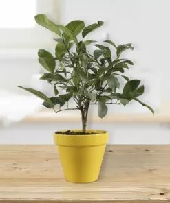 Fast Growing Trees Citrus Trees Meyer Lemon Gift Tree