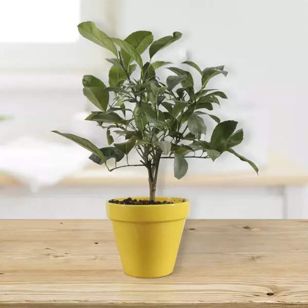 Fast Growing Trees Citrus Trees Meyer Lemon Gift Tree 3 Fast Growing Trees Citrus Trees Meyer Lemon Gift Tree