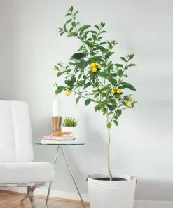 Fast Growing Trees Meyer Lemon Tree - USDA Organic 12 Fast Growing Trees Meyer Lemon Tree - USDA Organic