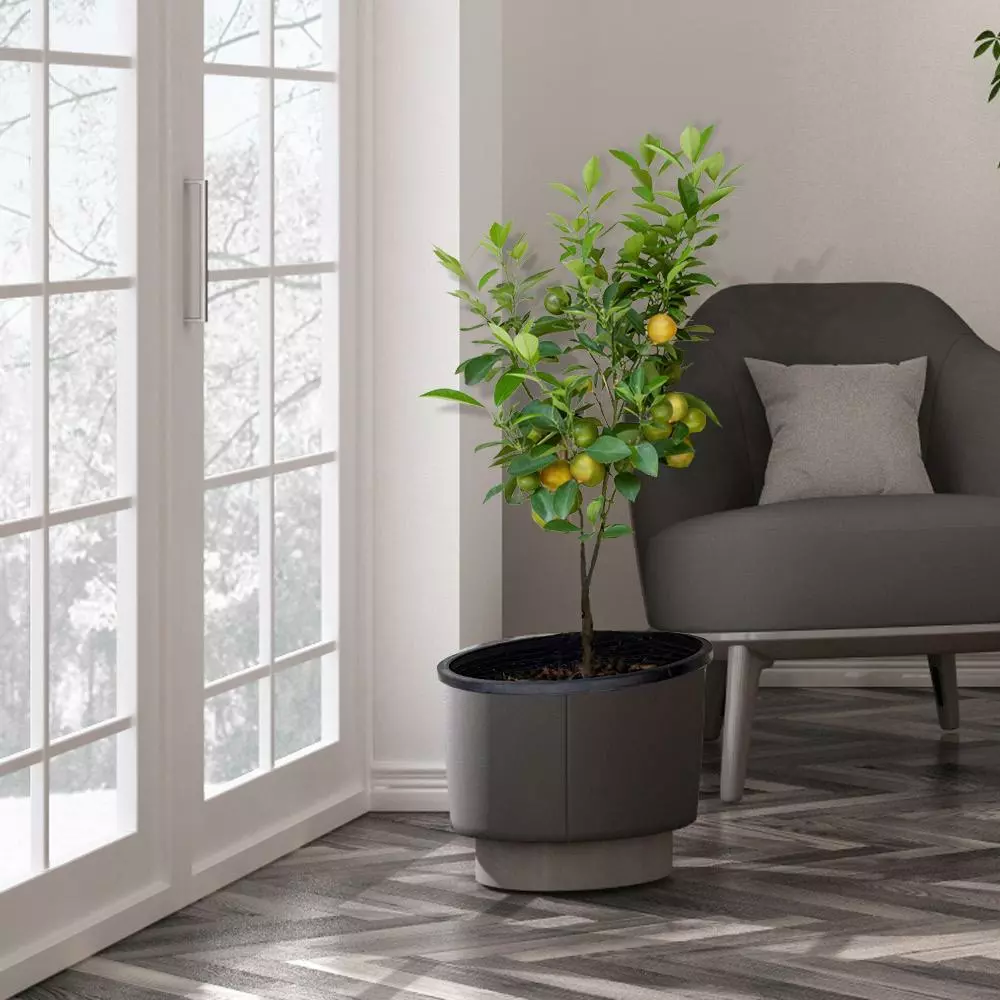 Fast Growing Trees Meyer Lemon Tree 6 Fast Growing Trees Meyer Lemon Tree