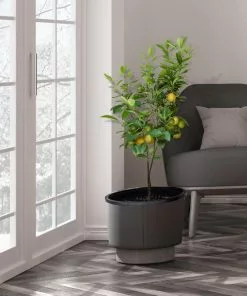 Fast Growing Trees Meyer Lemon Tree - USDA Organic 13 Fast Growing Trees Meyer Lemon Tree - USDA Organic