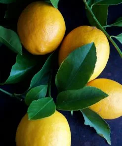 Fast Growing Trees Meyer Lemon Tree 26 Fast Growing Trees Meyer Lemon Tree