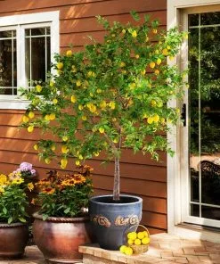 Fast Growing Trees Meyer Lemon Tree - USDA Organic