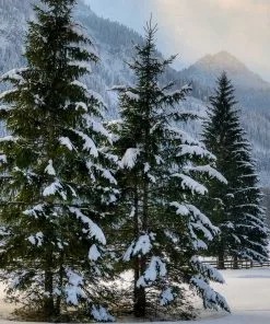 Fast Growing Trees Meyer Spruce Tree 7 Fast Growing Trees Meyer Spruce Tree