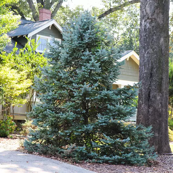 Fast Growing Trees Meyer Spruce Tree 3 Fast Growing Trees Meyer Spruce Tree