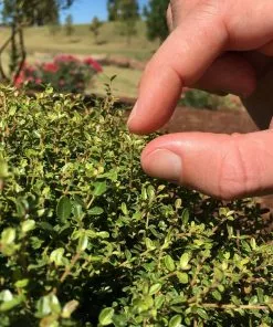 Fast Growing Trees Micron® Holly Shrub Holly Trees 9 Fast Growing Trees Micron® Holly Shrub Holly Trees