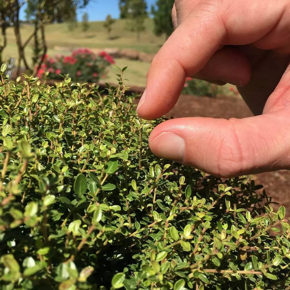 Fast Growing Trees Micron® Holly Shrub Holly Trees 6 Fast Growing Trees Micron® Holly Shrub Holly Trees