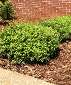Fast Growing Trees Micron® Holly Shrub Holly Trees