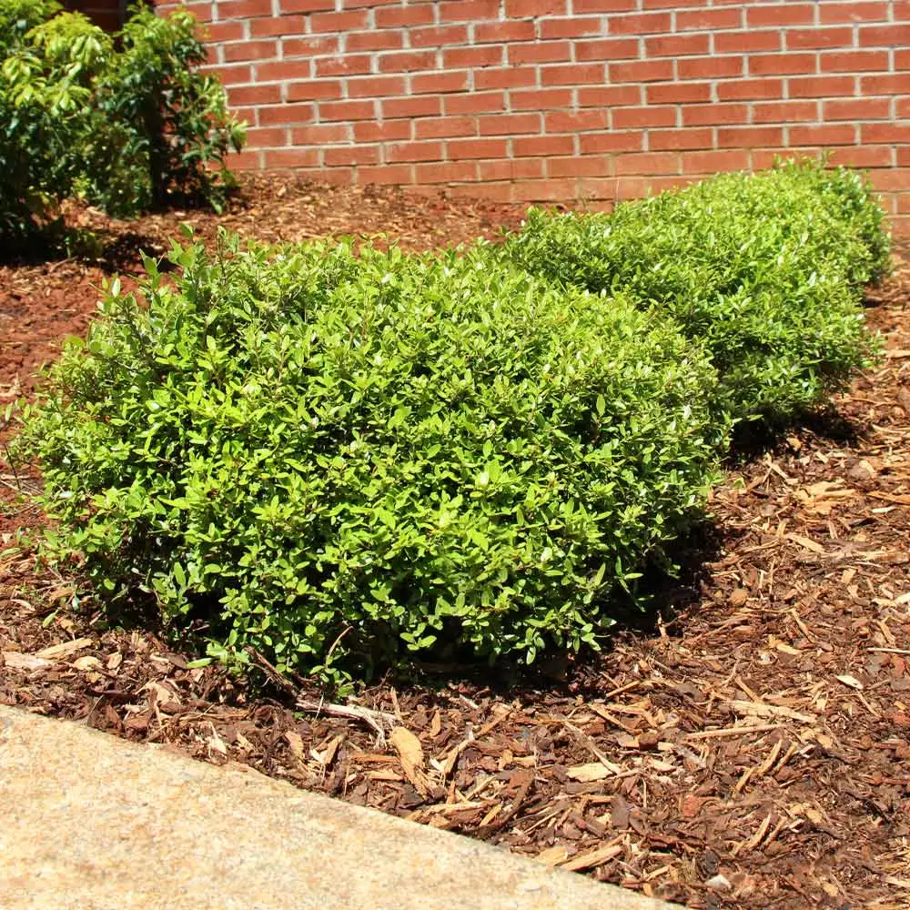 Fast Growing Trees Micron® Holly Shrub Holly Trees 4 Fast Growing Trees Micron® Holly Shrub Holly Trees