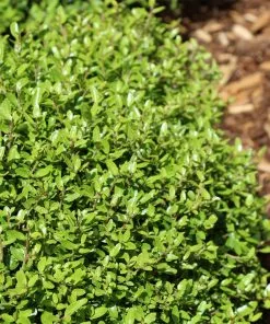 Fast Growing Trees Micron® Holly Shrub Holly Trees 8 Fast Growing Trees Micron® Holly Shrub Holly Trees