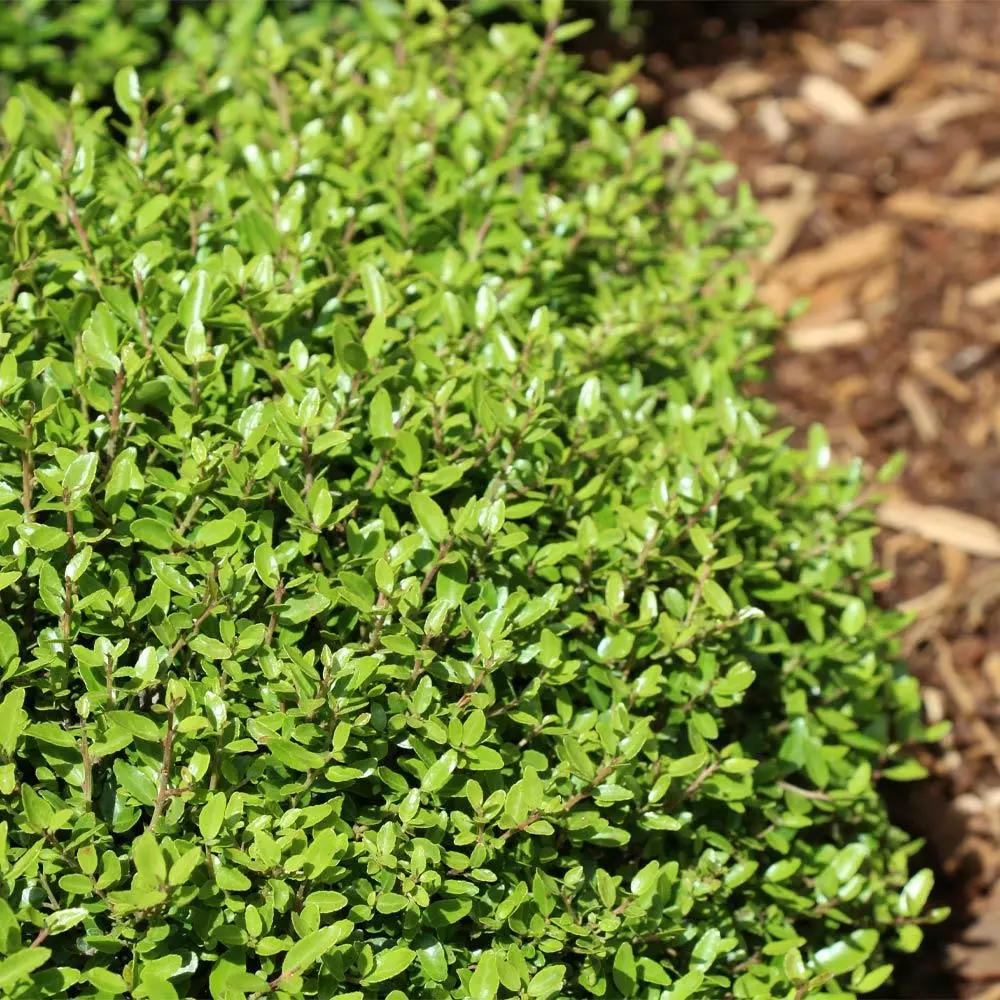 Fast Growing Trees Micron® Holly Shrub Holly Trees 5 Fast Growing Trees Micron® Holly Shrub Holly Trees