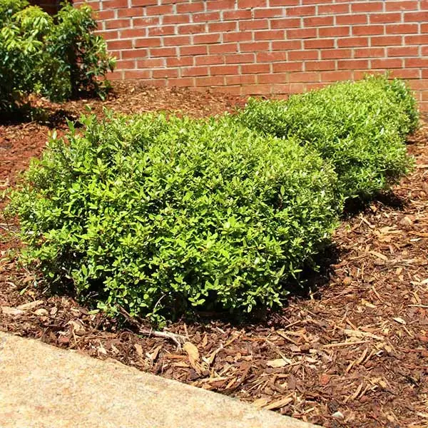 Fast Growing Trees Micron® Holly Shrub Holly Trees 3 Fast Growing Trees Micron® Holly Shrub Holly Trees