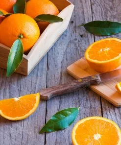 Fast Growing Trees Midknight Valencia Orange Citrus Trees 10 Fast Growing Trees Midknight Valencia Orange Citrus Trees