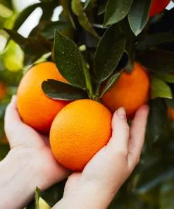 Fast Growing Trees Midknight Valencia Orange Citrus Trees