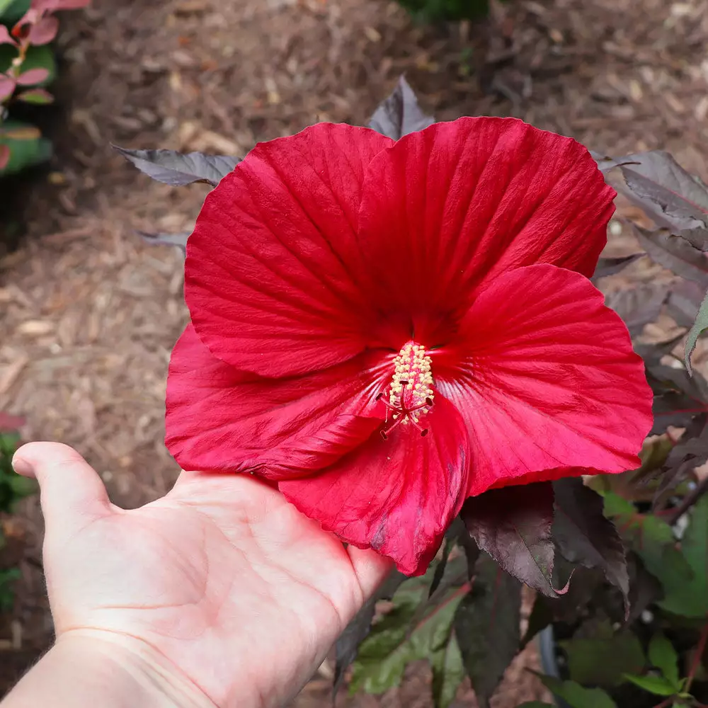 Fast Growing Trees See All Flowering Trees Midnight Marvel Hardy Hibiscus 6 Fast Growing Trees See All Flowering Trees Midnight Marvel Hardy Hibiscus