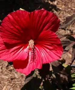 Fast Growing Trees See All Flowering Trees Midnight Marvel Hardy Hibiscus 9 Fast Growing Trees See All Flowering Trees Midnight Marvel Hardy Hibiscus