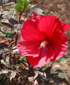 Fast Growing Trees See All Flowering Trees Midnight Marvel Hardy Hibiscus 11 Fast Growing Trees See All Flowering Trees Midnight Marvel Hardy Hibiscus