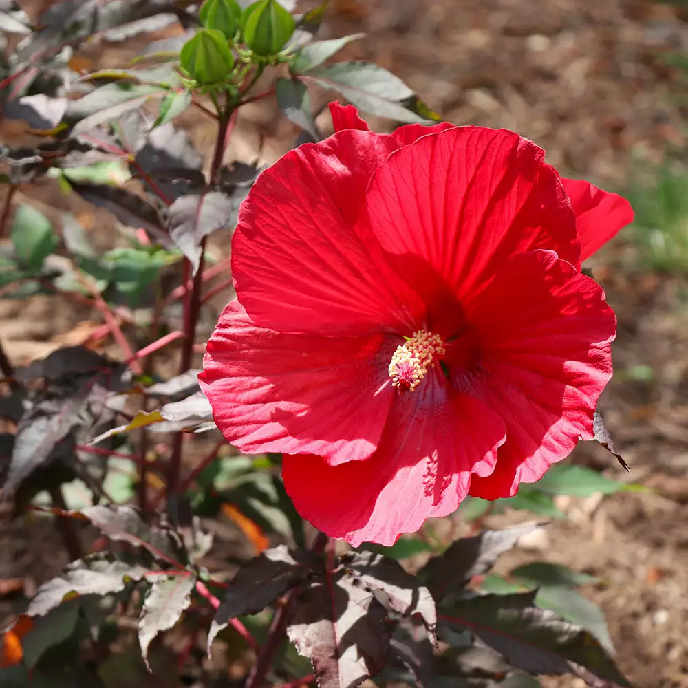 Fast Growing Trees See All Flowering Trees Midnight Marvel Hardy Hibiscus 7 Fast Growing Trees See All Flowering Trees Midnight Marvel Hardy Hibiscus