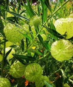 Fast Growing Trees Milkweed Plant See All Shrubs & Hedges 9 Fast Growing Trees Milkweed Plant See All Shrubs & Hedges