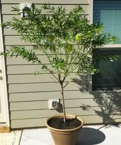 Fast Growing Trees Milkweed Plant See All Shrubs & Hedges 10 Fast Growing Trees Milkweed Plant See All Shrubs & Hedges