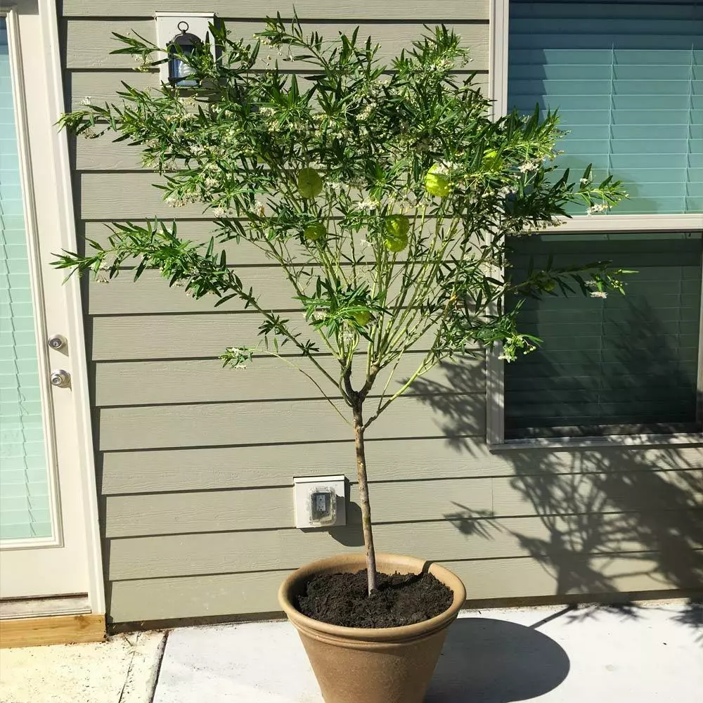 Fast Growing Trees Milkweed Plant See All Shrubs & Hedges 5 Fast Growing Trees Milkweed Plant See All Shrubs & Hedges