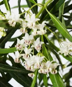 Fast Growing Trees Milkweed Plant See All Shrubs & Hedges 11 Fast Growing Trees Milkweed Plant See All Shrubs & Hedges