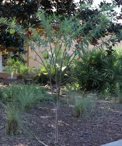 Fast Growing Trees Milkweed Plant See All Shrubs & Hedges 13 Fast Growing Trees Milkweed Plant See All Shrubs & Hedges