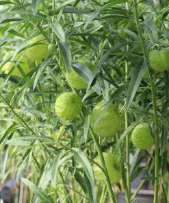 Fast Growing Trees Milkweed Plant See All Shrubs & Hedges 12 Fast Growing Trees Milkweed Plant See All Shrubs & Hedges