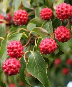 Fast Growing Trees Dogwood Trees Milky Way Chinese Dogwood Tree 9 Fast Growing Trees Dogwood Trees Milky Way Chinese Dogwood Tree