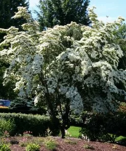 Fast Growing Trees Dogwood Trees Milky Way Chinese Dogwood Tree