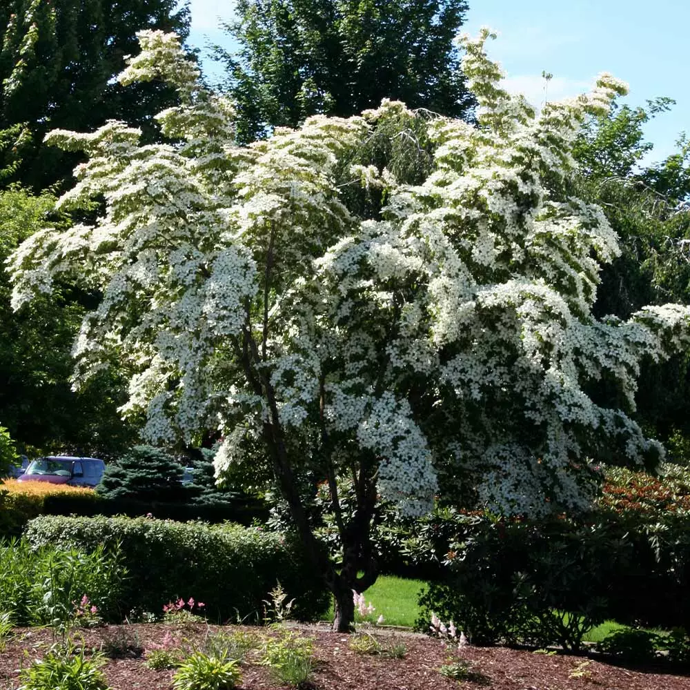 Fast Growing Trees Dogwood Trees Milky Way Chinese Dogwood Tree 4 Fast Growing Trees Dogwood Trees Milky Way Chinese Dogwood Tree