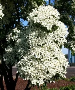 Fast Growing Trees Dogwood Trees Milky Way Chinese Dogwood Tree 10 Fast Growing Trees Dogwood Trees Milky Way Chinese Dogwood Tree