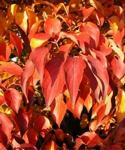 Fast Growing Trees Dogwood Trees Milky Way Chinese Dogwood Tree 11 Fast Growing Trees Dogwood Trees Milky Way Chinese Dogwood Tree