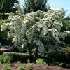 Fast Growing Trees Dogwood Trees Milky Way Chinese Dogwood Tree 2 Fast Growing Trees Dogwood Trees Milky Way Chinese Dogwood Tree