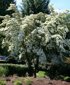 Fast Growing Trees Dogwood Trees Milky Way Chinese Dogwood Tree