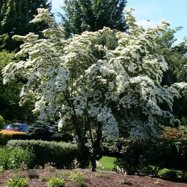 Fast Growing Trees Dogwood Trees Milky Way Chinese Dogwood Tree 3 Fast Growing Trees Dogwood Trees Milky Way Chinese Dogwood Tree